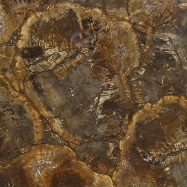 Окаменелое дерево Petrified Wood Beige